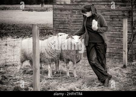 La bergère végétarienne.Images d'une femme du nord de l'Écosse qui s'occupe d'un petit troupeau de moutons, dont beaucoup ont des problèmes d'âge et de santé. Banque D'Images