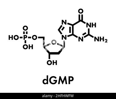 Molécule de nucléotides désoxyguanosine monophosphate (DGMP). Bloc de construction de l'ADN. Formule du squelette. Illustration de Vecteur