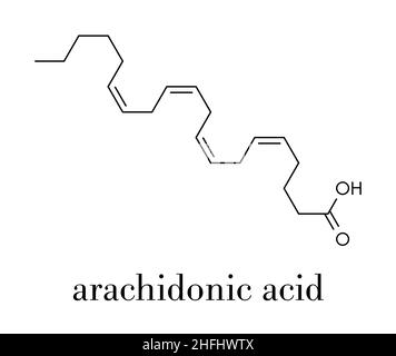 Molécule d'acide arachidonique. Les acides gras polyinsaturés oméga-6 qui est un précurseur des prostaglandines, thromboxanes, leucotriènes, la prostacycline et anan Illustration de Vecteur