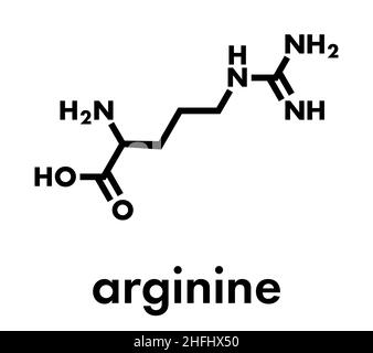 Arginine (L-arginine, Arg, R) molécule d'acides aminés. Formule du squelette. Illustration de Vecteur