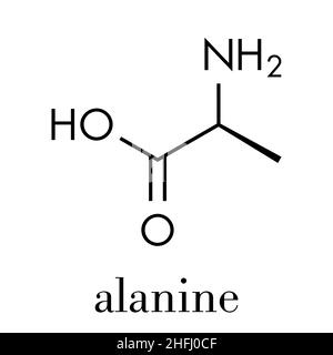 Alanine (L-alanine, Ala, A) molécule d'acides aminés. Formule du squelette. Illustration de Vecteur