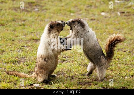 Deux marmottes de Hoary (Marmota caligata) se battent debout dans un champ herbacé sur le mont Blackcomb, près de Whistler, C.-B., Canada Banque D'Images