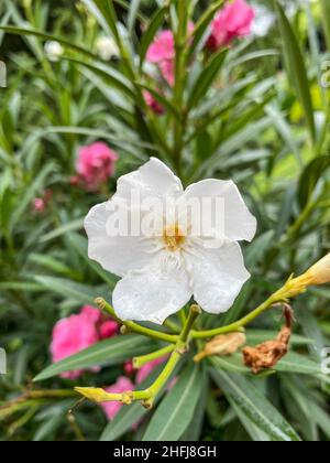 NERIUM oléander est un arbuste à feuilles persistantes ou un petit arbre de la famille des Apocynaceae dogbane, toxique dans toutes ses parties. Banque D'Images