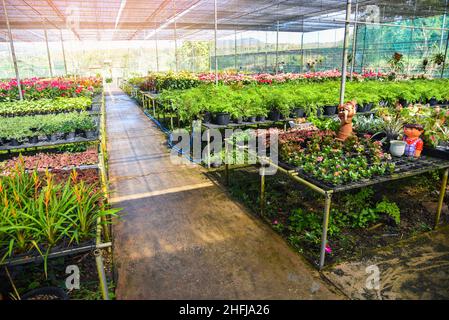 Maison verte avec divers types de plantes en fond de pot, pépinière de fleurs et de plantes pour décorer dans le jardin Banque D'Images