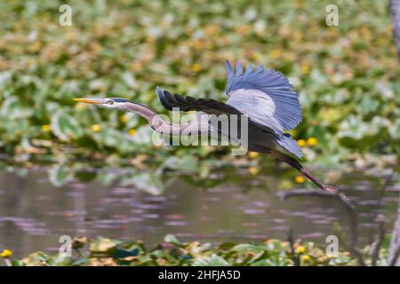 Great Blue Heron en vol dans le parc national de Cuyahoga Valley, en Ohio Banque D'Images