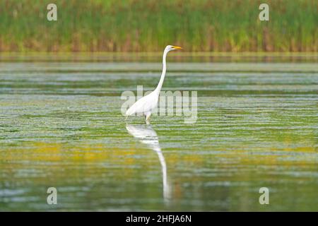 Un grand Egret patrouilant dans les zones humides de la réserve de Busse Woods dans l'Illinois Banque D'Images