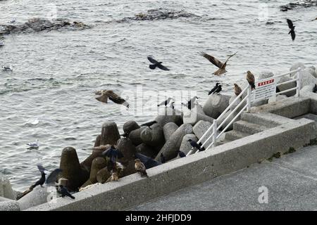 Minamichita, Aichi, Japon, 2022/15/01 , oiseaux arrivant sur la côte pour manger à gauche sur un restaurant spécialisé sur les poissons de la péninsule de Chita (C Banque D'Images