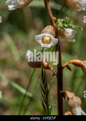 Orchid de Cinnamon Bells (Gastrodia sesamoides), Victoria, Australie Banque D'Images