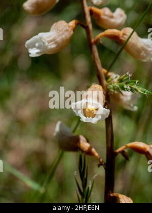 Orchid de Cinnamon Bells (Gastrodia sesamoides), Victoria, Australie Banque D'Images