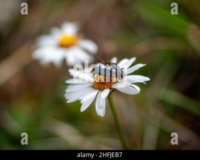 Deux coléoptères de la peste sur une Marguerite Ox-Eye Banque D'Images