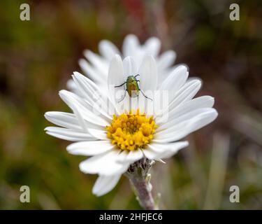 Le petit coléoptère se trouve sur une Marguerite alpine blanche (Celmisia cotiniana) Banque D'Images