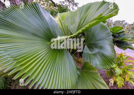 Beau gros plan vert vintage feuilles de palmier tropical au soleil Banque D'Images