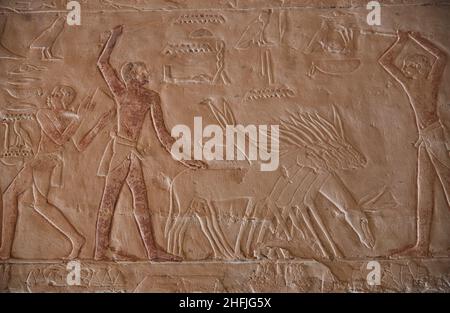 Scènes de la tombe de Mehu, Saqqara, Egypte Banque D'Images