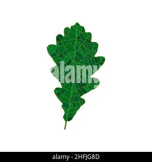 Feuille de chêne à silhouette verte isolée sur fond blanc.Élément de conception pour la décoration. Illustration de Vecteur