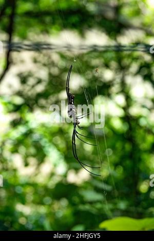 Nephila pilipes effrayants de couleur noire et jaune (tisserand d'orbe doré du nord ou tisserand d'orbe doré géant) insecte prédateur d'araignée sur fond naturel Banque D'Images