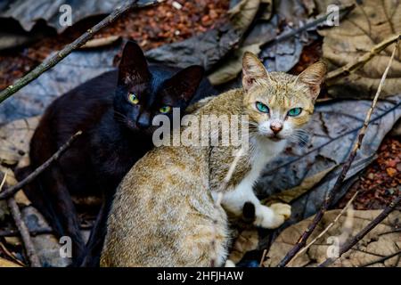 Deux chats se reposent dans la cour.Tabby blanc-brun shorthair et les chats noirs regardant la caméra. Banque D'Images