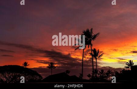 Des palmiers ont été taillés contre le ciel du lever du soleil sur l'île de Kauai, à Hawaï Banque D'Images