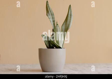 Sansevieria Moonshine ou plante de reine d'argent Banque D'Images