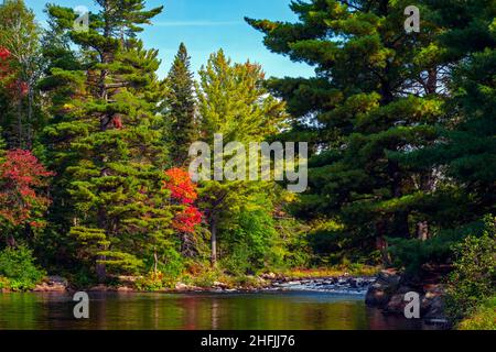 La rivière OxTongue est longue de 42 km et le parc provincial Algonquin, Ontario, Canada, est doté d'une tête d'eau d'itsw. Banque D'Images