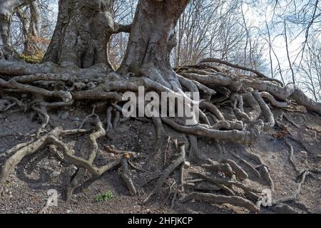 gros plan des racines exposées d'un arbre à feuilles caduques Banque D'Images