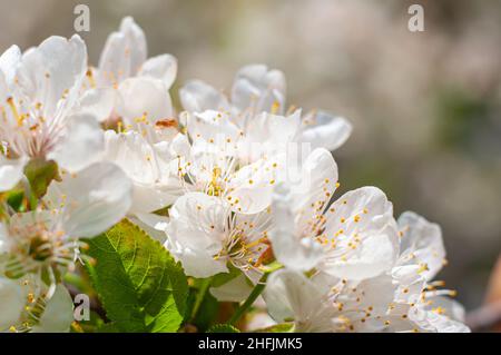 Fleurs de cerise blanc neige au printemps, une carte postale sur le thème d'une plante.Arrière-plan flou. Banque D'Images