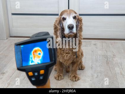 mesure de la température corporelle du chien avec une caméra infrarouge. mise au point sélective Banque D'Images