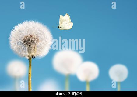 Pissenlits blancs avec papillon volant sur fond bleu ciel. Copier l'espace Banque D'Images