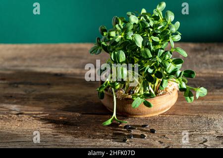 Culture de micro-vert dans un bol en bois.Feuilles de tournesol.Graines germinantes pour la nourriture écologique végétalienne.Jardin de la maison sur la table.Concept écologique.Ferme urbaine.Copier l'espace.Graines de tournesol. Banque D'Images