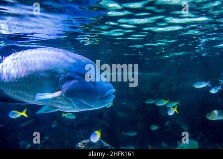 Vue rapprochée d'un poisson de wrasse en Humphead nageant dans l'océan Banque D'Images