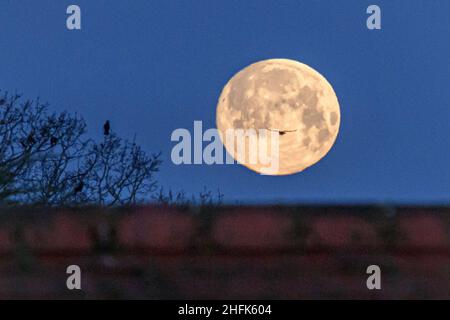 Fordingbridge, New Forest, Hampshire, Royaume-Uni, 17th janvier 2022.Les corneilles volent devant une pleine lune sur un toit juste après l'aube.L'événement lunaire de ce mois-ci est connu sous le nom de Wolf Moon.Crédit : Paul Biggins/Alamy Live News Banque D'Images
