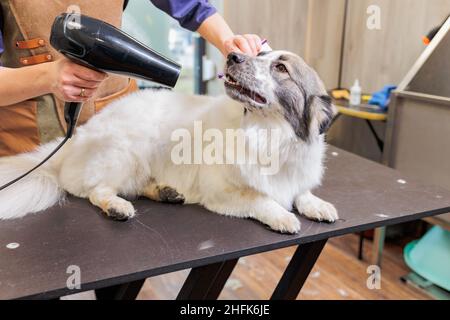 La tondeuse sèche votre chien avec un sèche-cheveux après le bain.Toilettage des animaux, toilettage, séchage et coiffage des chiens, peignage de la laine.Tondeuse multistyles coupe et rasages, soin Banque D'Images