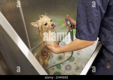 groomer cultivé et qualifié laver soigneusement le chien dans le bain, avant la procédure de toilettage. petit chiot spitz s'habituer à de telles procédures Banque D'Images