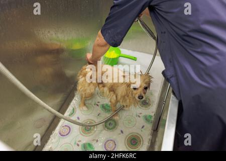 groomer cultivé et qualifié laver soigneusement le chien dans le bain, avant la procédure de toilettage. petit chiot spitz s'habituer à de telles procédures Banque D'Images