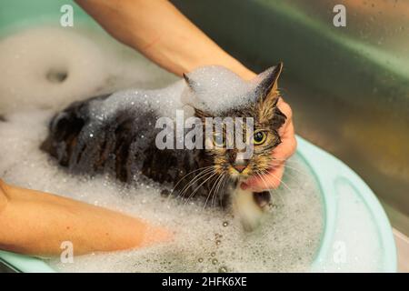 Groomer se lavant le chat dans le salon de toilettage. Beaucoup de mousse Banque D'Images