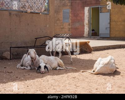 Sénégal, Afrique - février 2019 : la vie quotidienne dans les rues des villes africaines. Banque D'Images