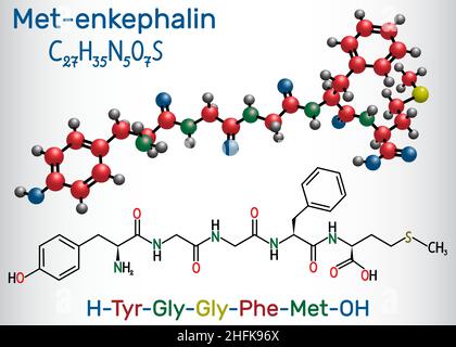 Molécule de met-enképhaline.Il s'agit d'un peptide opioïde endogène.Formule chimique structurelle et modèle moléculaire Illustration de Vecteur