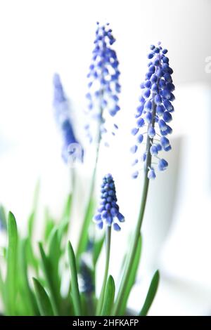 Muscari à fleurs printanières dans un style doux pour un arrière-plan.Flou, flou Banque D'Images