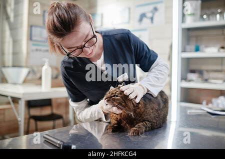 Jeune femme médecin en lunettes examinant le chat domestique sur la table en clinique vétérinaire Banque D'Images