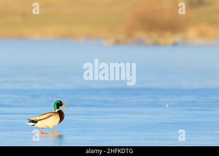 Canard colvert qui se promette au-dessus d'un lac gelé Banque D'Images