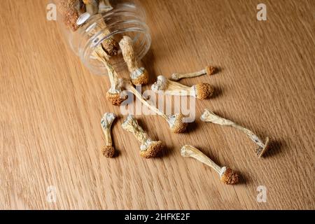 Les champignons de psilocybine se déversent d'un pot de conservation sur une surface en bois, vue de dessus, plat.Maître d'or de champignon magique psychédélique.Concept de microdosage. Banque D'Images