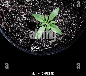 Croissance de la plantule de cannabis sur fond noir.Petite plante de marijuana dans un pot avec terre de noix de coco, vue de dessus, plat. Banque D'Images