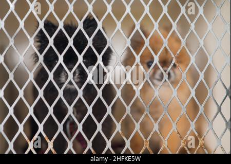 Chien de Poméranie vu à l'intérieur d'une cage Banque D'Images