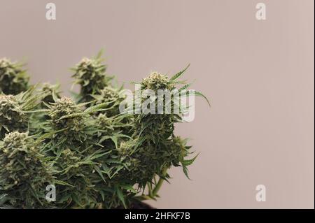 Le buisson de cannabis en fleur.Plante fraîche de marijuana dans un sac de culture.Bourgeons de chanvre vert.Concept de croissance Miico. Banque D'Images