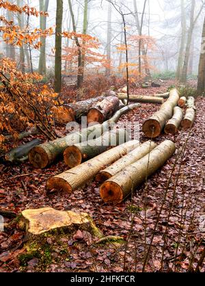 Bois couchés sur le sol dans une scène de bois d'hiver.Les hêtre entourent les rondins encore avec des feuilles attachées Banque D'Images