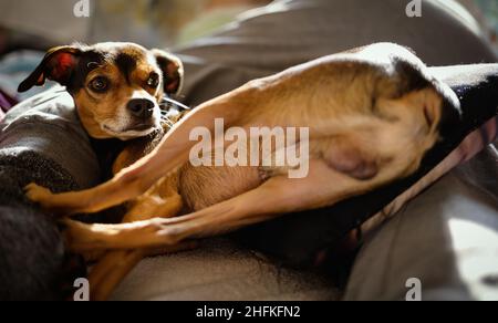 Petite pinscher se reposant dans une posture amusante à la maison. Banque D'Images