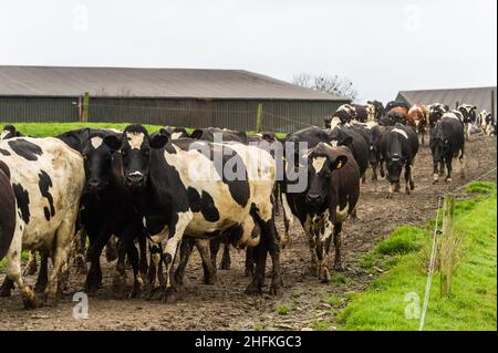 Timoleague, West Cork, Irlande.17th janvier 2022.Après 2 mois de vie dans des hangars, le troupeau de traite d'hiver de David DeEasy, qui compte 139 vaches laitières, a été ramenée aux champs aujourd'hui.Crédit : AG News/Alay Live News Banque D'Images