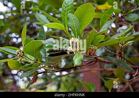 Fleurs de mangrove sur arbre (Rhizophora mangle) Banque D'Images