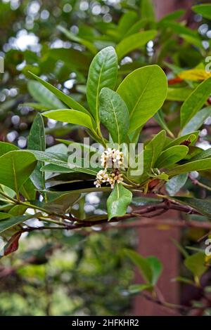 Fleurs de mangrove sur arbre (Rhizophora mangle) Banque D'Images