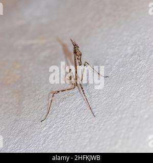 Empusa pennata, méditerranéenne Conehead Mantis Banque D'Images