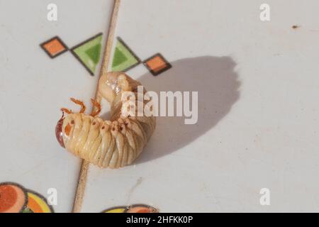 Oryctes nasicornis ssp.grypus, larves ibériques de Rhinoceros Beetle Banque D'Images